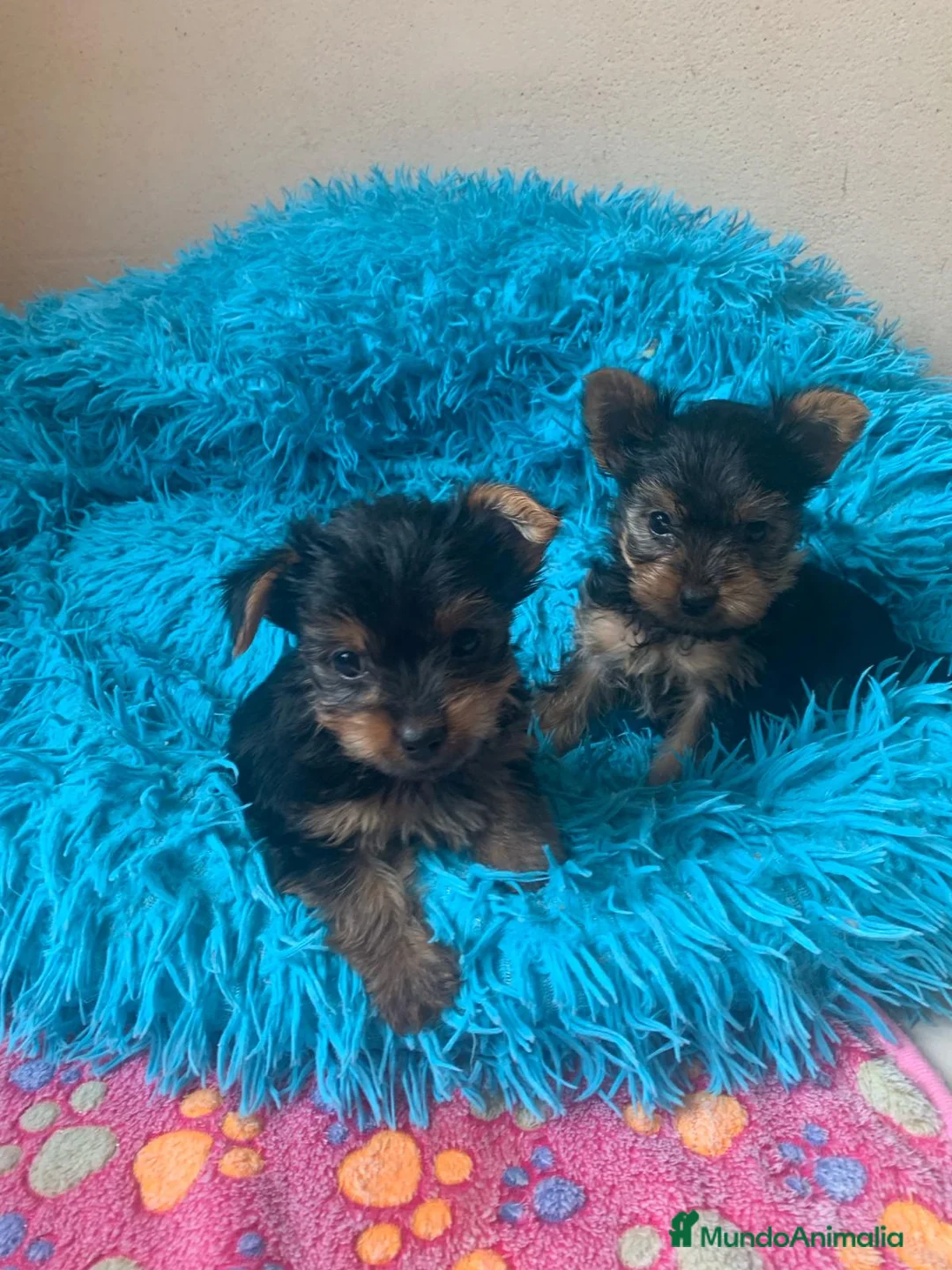 Yorkshire Terrier perros en venta: Yorkshire macho y hembra en Barcelona - Anuncio 1