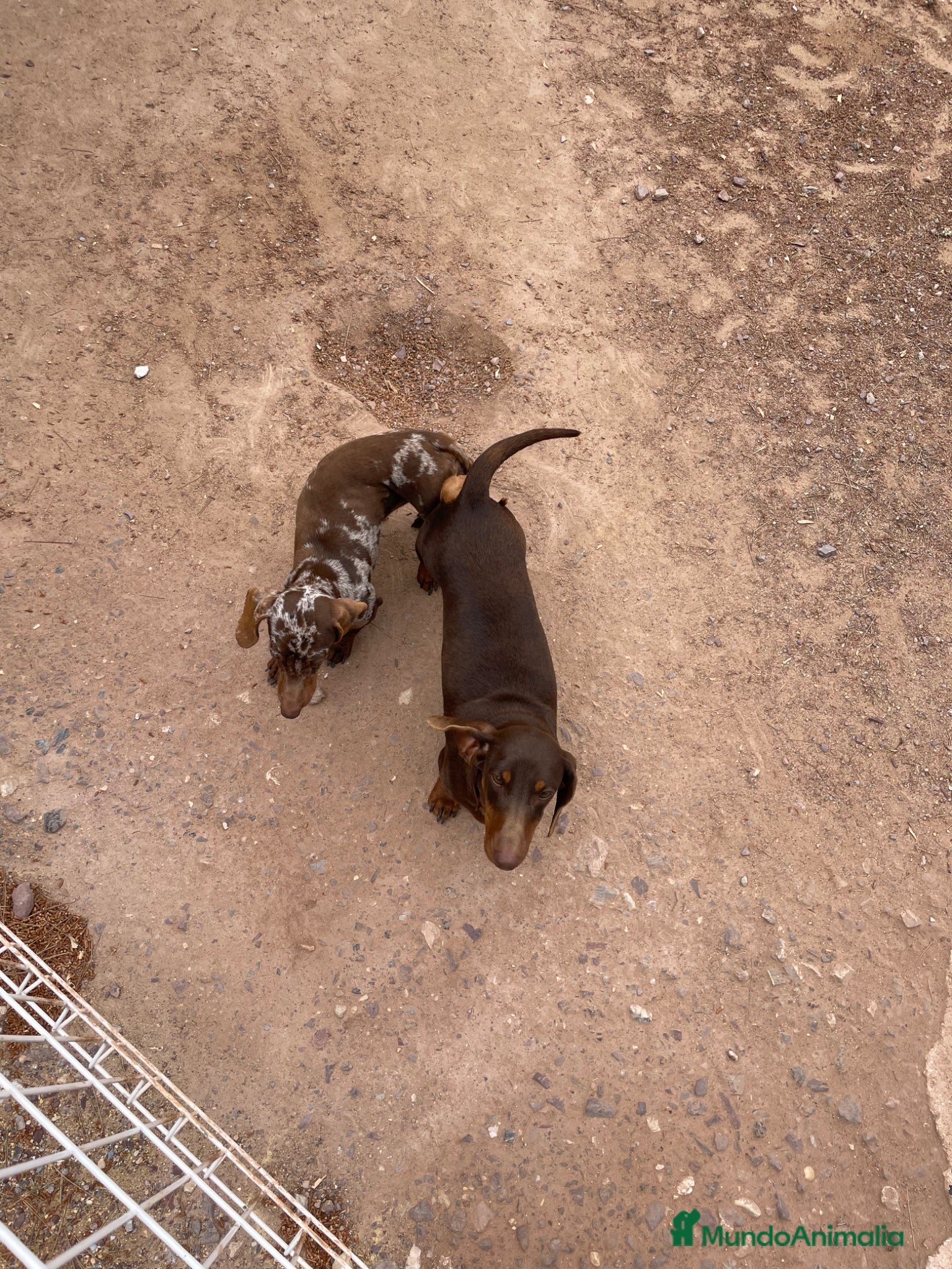 Teckel Miniatura perros en venta: Cachorros Teckel miniatura  - Anuncio 4
