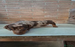 Teckel Miniatura perros en venta: Teckel arlequín chocolate  - Imagen 3