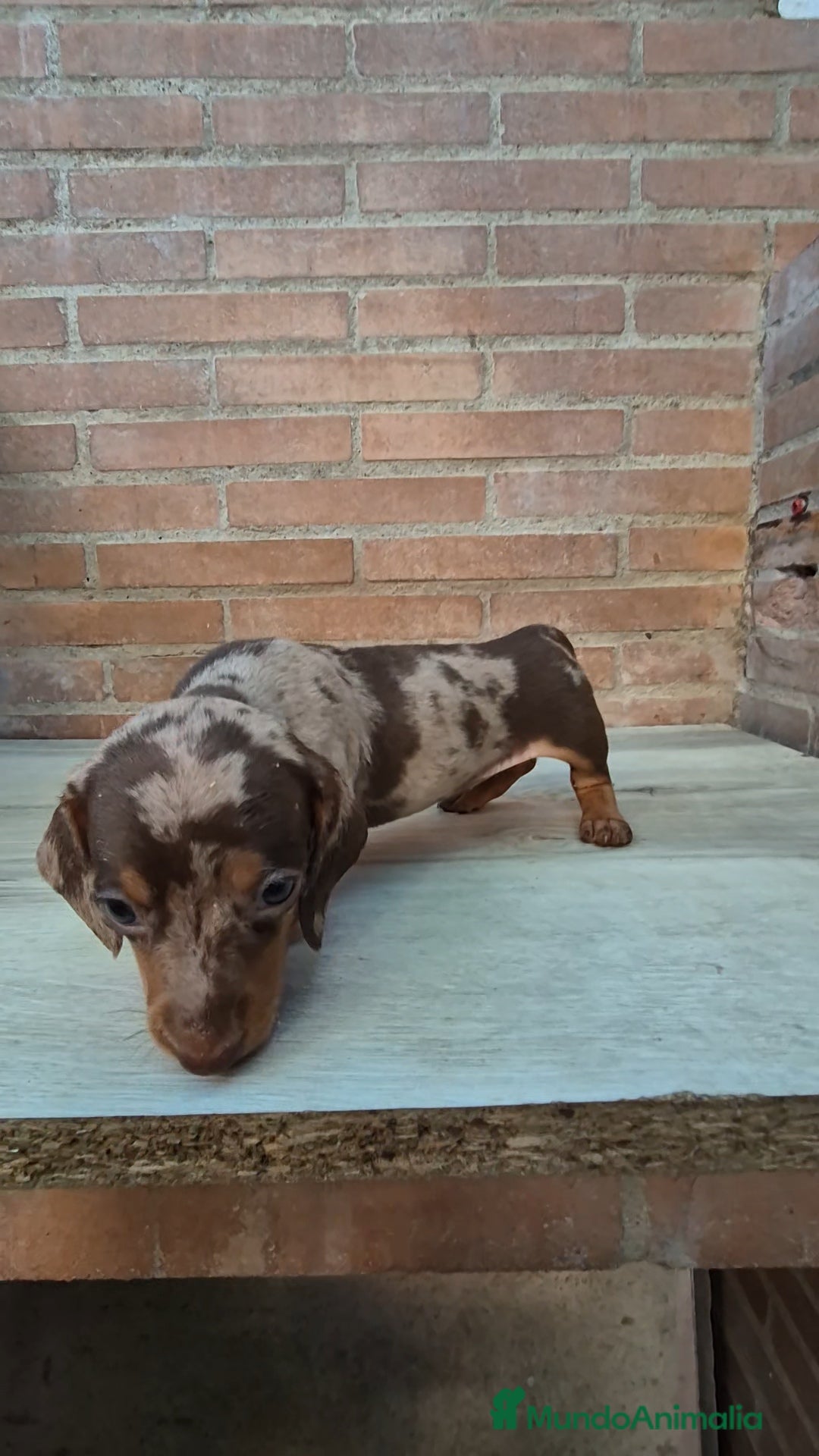 Teckel Miniatura perros en venta: Teckel arlequín chocolate  - Imagen 3
