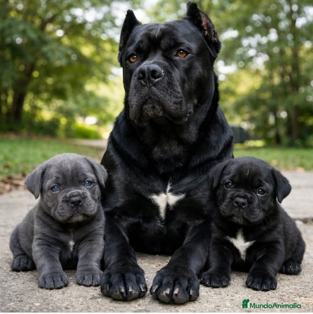 Cane Corso perros Cane corso - Anuncio 3
