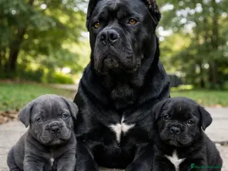 Cane Corso perros Cane corso - Anuncio 3