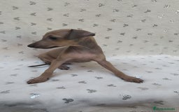 Pequeño Lebrel Italiano perros en venta: Pequeño lebrel Italiano con pedigree  - Imagen 2