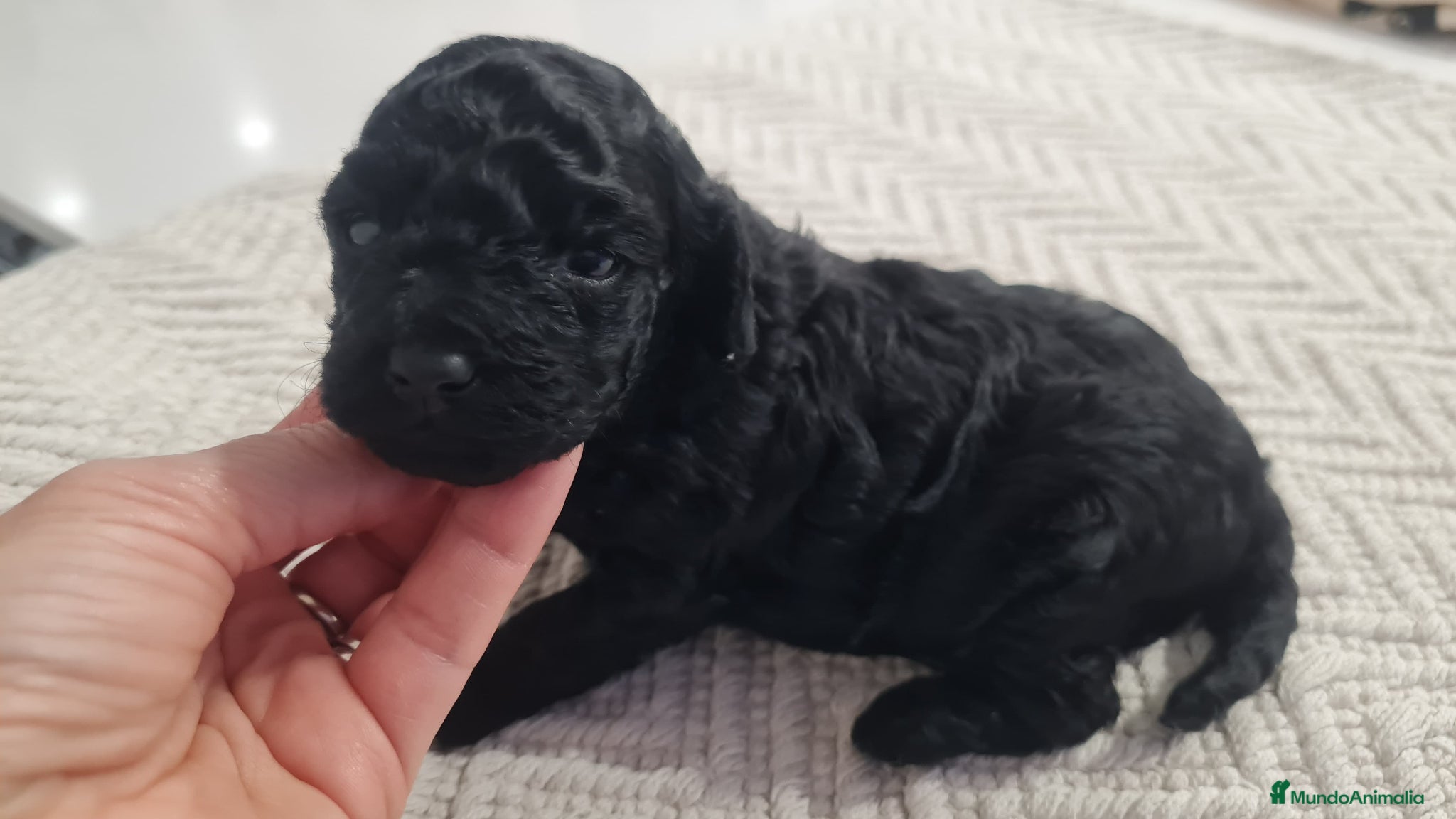 Caniche Toy perros CANICHE TEACUP HEMBRITA  - Anuncio 1