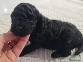 Caniche Toy perros CANICHE TEACUP HEMBRITA - Anuncio 1