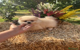 Pomerania perros en venta: Pomeranias para entregar muy bonitos - Imagen 6
