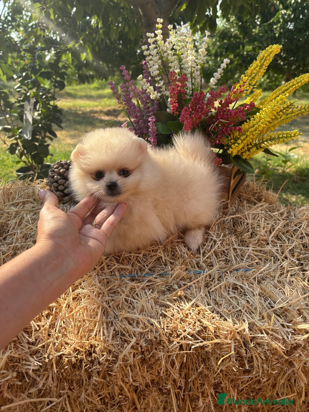Pomerania perros en venta: Pomeranias para entregar muy bonitos - Imagen 6