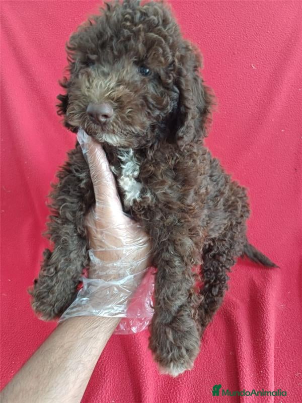 Perro de Agua Español perros Perro de Agua Español  - Anuncio 35