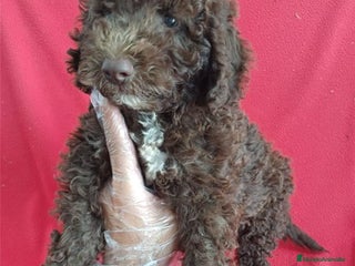 Perro de Agua Español perros - Anuncio 6