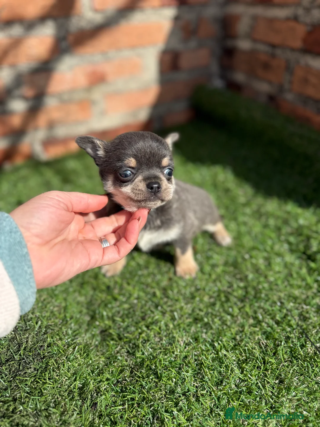 Chihuahua perros en venta: Chihuahuas cabeza manzana hembras - Anuncio 5