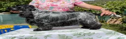 Cocker Spaniel Inglés perros en venta: Preciosos cachorros cocker inglés  - Anuncio 13