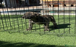Dogo Canario perros en venta: Cachorros presa canario para guarda - Imagen 5
