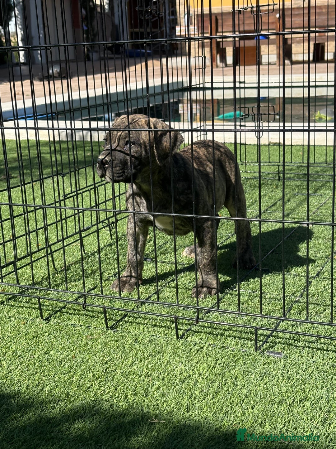 Dogo Canario perros en venta: Cachorros presa canario para guarda - Imagen 5