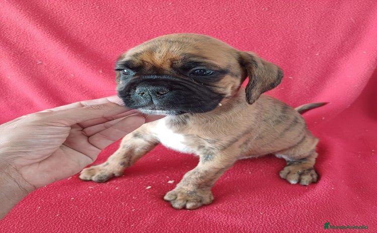 Boxer perros - Anuncio 2