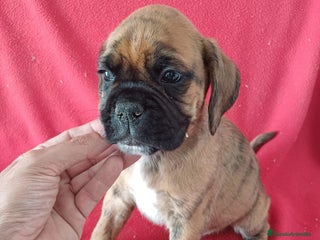 Boxer perros - Anuncio 1