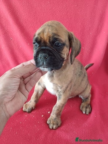 Boxer perros - Anuncio 2