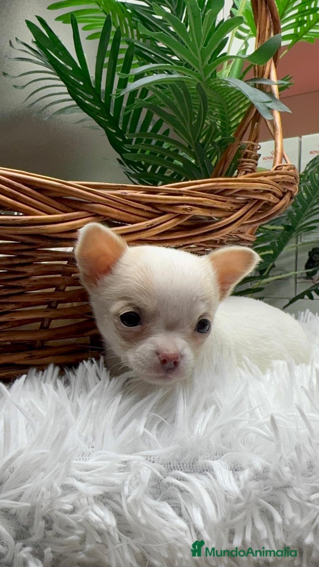 Chihuahua perros en venta: CHIHUAHUA HEMBRA - Anuncio 15