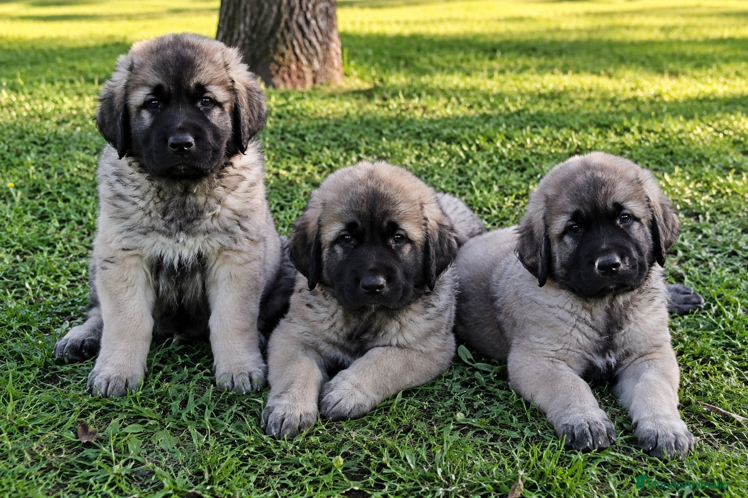 Mastín Español perros MASTIN ESPAÑOL - BILBAO  - Anuncio 2