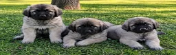 Mastín Español perros en venta: MASTIN ESPAÑOL - BILBAO  - Anuncio 1