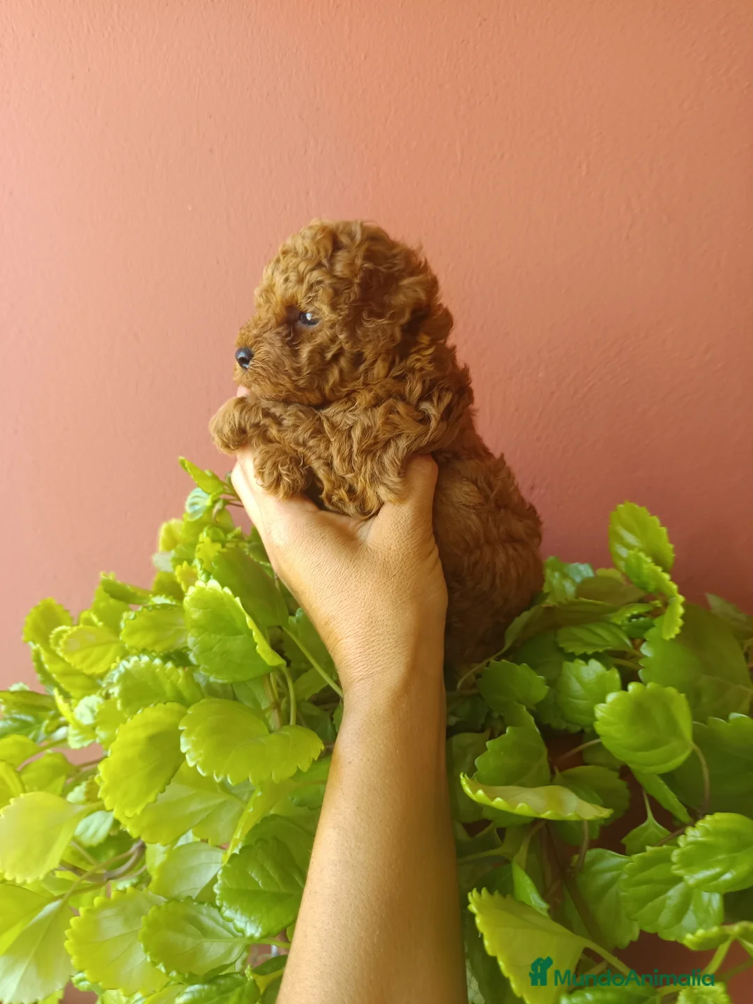 Caniche Toy perros en venta: Caniche rojo toy - Anuncio 3