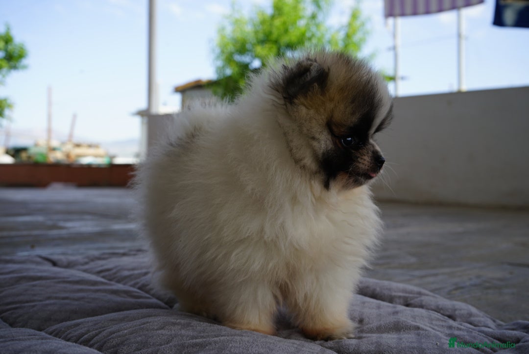 Pomerania perros en venta: UNOS PEQUEÑOS Y MARAVILLOSOS POMERANIA - Imagen 2