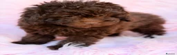Maltipoo perros en venta: Maltipoo F1B chocolate  - Anuncio 14