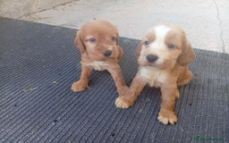 Cocker Spaniel Inglés perros en venta: OPORTUNIDAD VERANO - Imagen 2