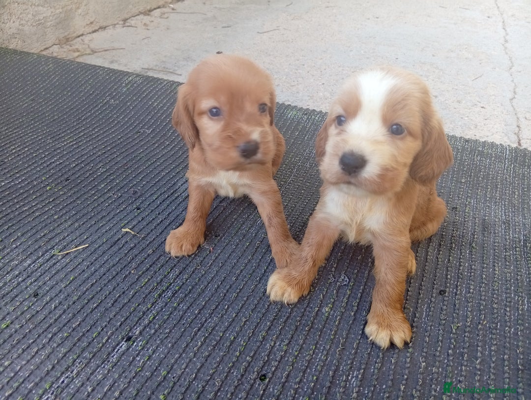 Cocker Spaniel Inglés perros en venta: OPORTUNIDAD VERANO - Imagen 2