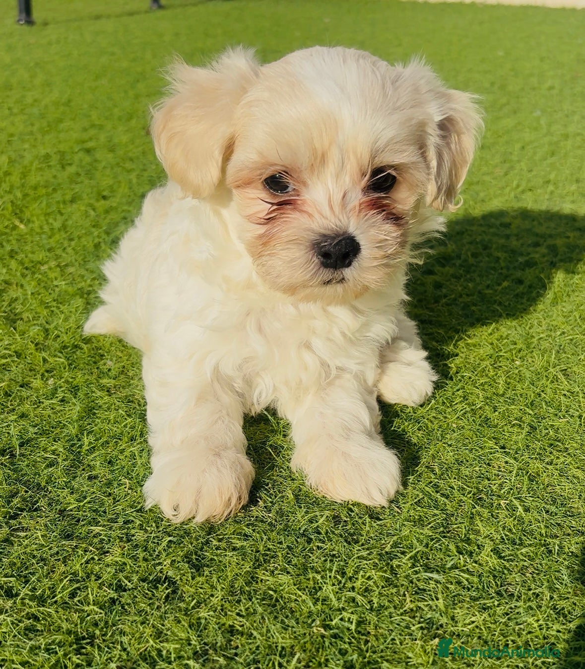 Bichón Maltés perros Bichon Maltes - Anuncio 24