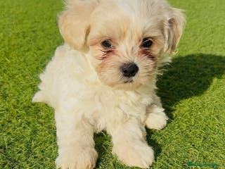 Bichón Maltés perros Bichon Maltes - Anuncio 39