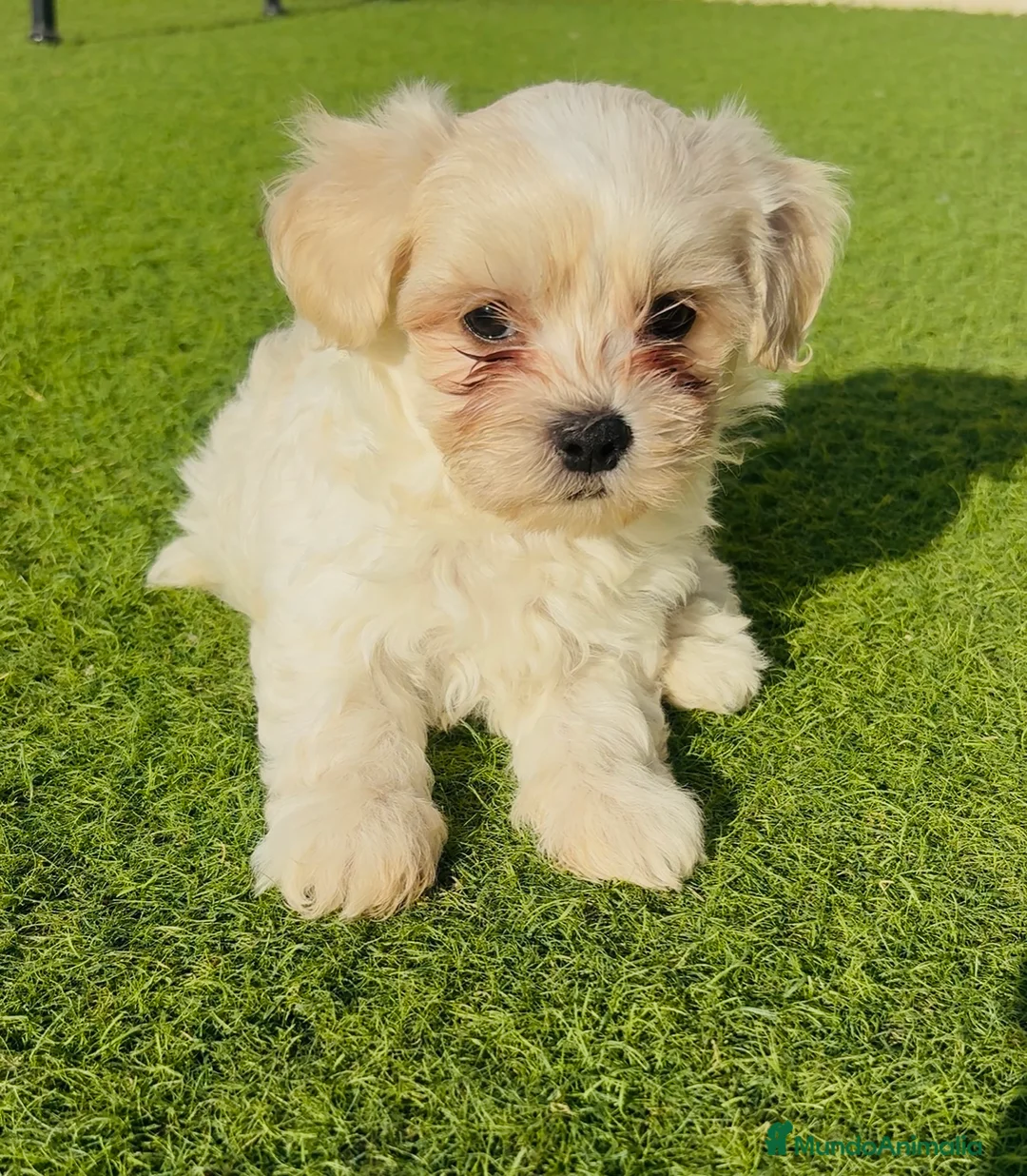 Bichón Maltés perros en venta: Bichon Maltes - Anuncio 1