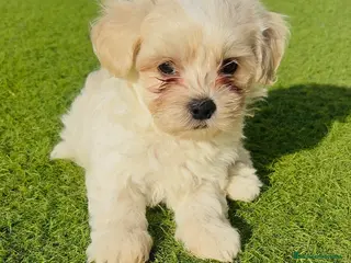 Bichón Maltés perros Bichon Maltes - Anuncio 9