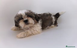 Shih Tzu perros en venta: Shih tzu - Imagen 1
