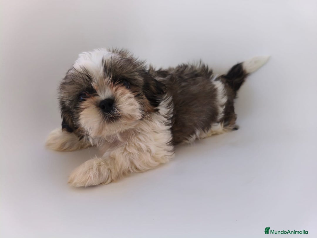 Shih Tzu perros en venta: Shih tzu - Imagen 1