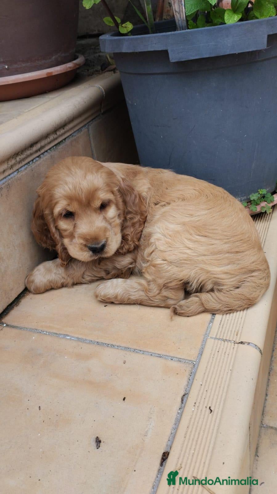 Cocker Spaniel Inglés perros Cocker spaniel inglés. - Anuncio 3
