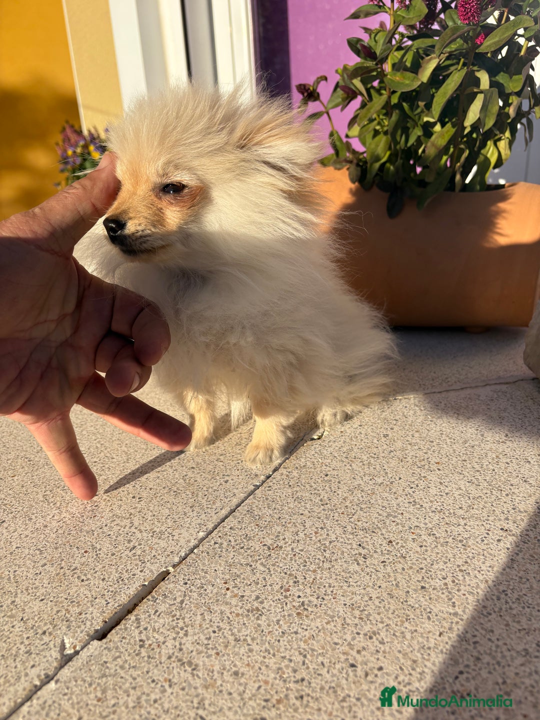 Pomerania perros en venta: Lulu Pomerania Micro Toy  - Anuncio 1