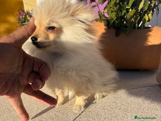 Pomerania perros Lulu Pomerania Micro Toy - Anuncio 1