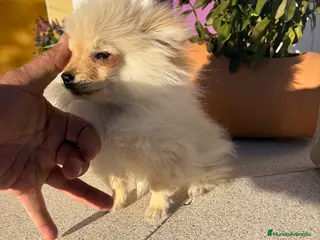 Pomerania perros Lulu Pomerania Micro Toy - Anuncio 19