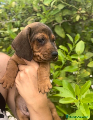 Teckel Miniatura perros - Anuncio 18