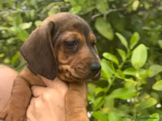 Teckel Miniatura perros Impresionante Teckel miniatura 601144783 - Anuncio 2