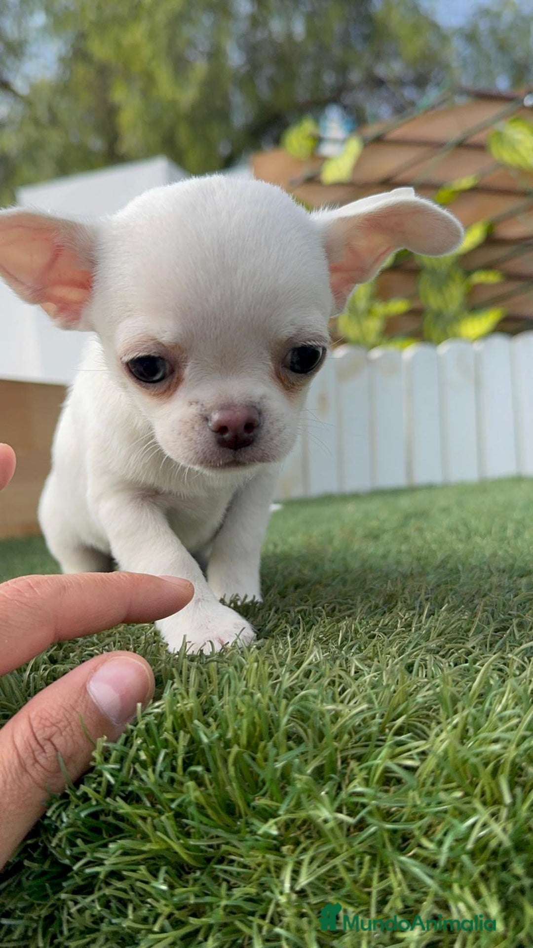 Chihuahua perros en venta: CHIHUAHUA MACHO - Imagen 5