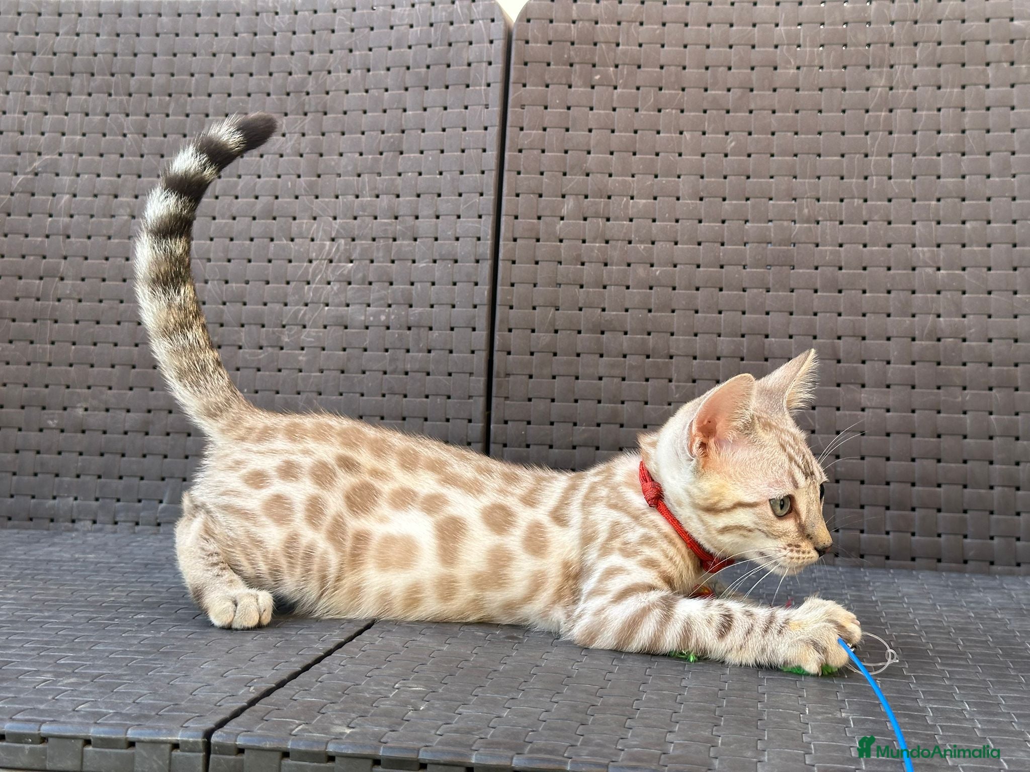 Bengalí gatos Bengalí Macho patrón snow - Anuncio 5