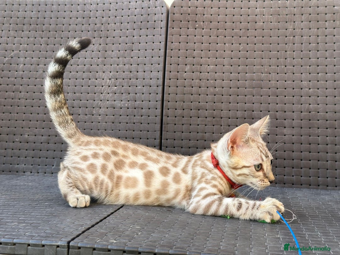 Bengalí gatos en venta: Bengalí Macho patrón snow - Imagen 1