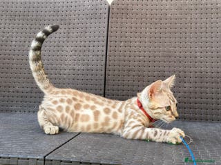 Bengalí gatos Bengalí Macho patrón snow - Anuncio 7
