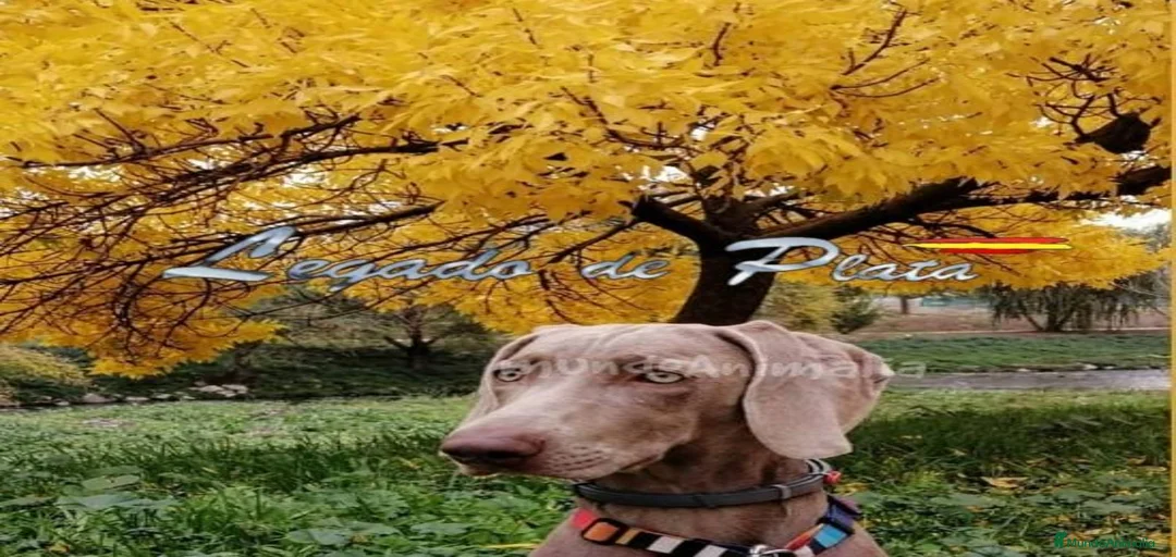 Imagen de galería {{count}}