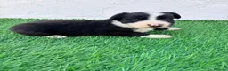 Border Collie perros en venta: Border Collie - Anuncio 13