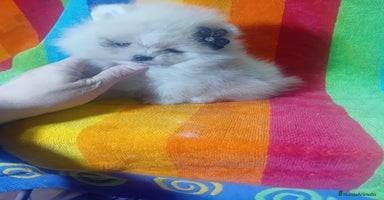 Pomerania perros - Anuncio 1