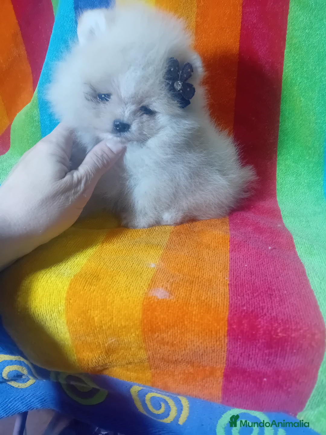 Pomerania perros en venta: Miniatura pomerania boo blancos ositos 💙💙 - Imagen 2