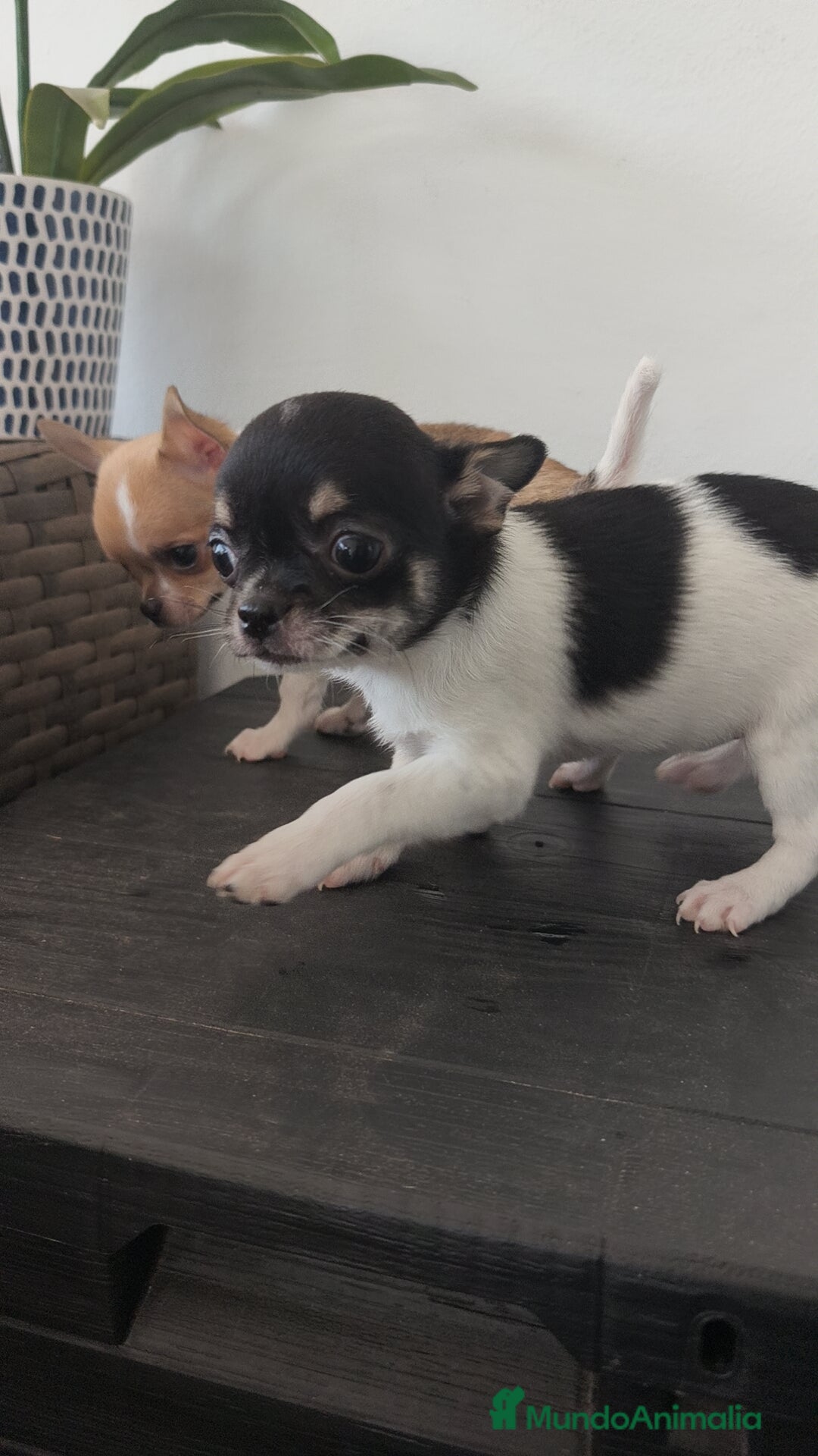 Chihuahua perros Chihuahua Toy macho y hembra  - Anuncio 1