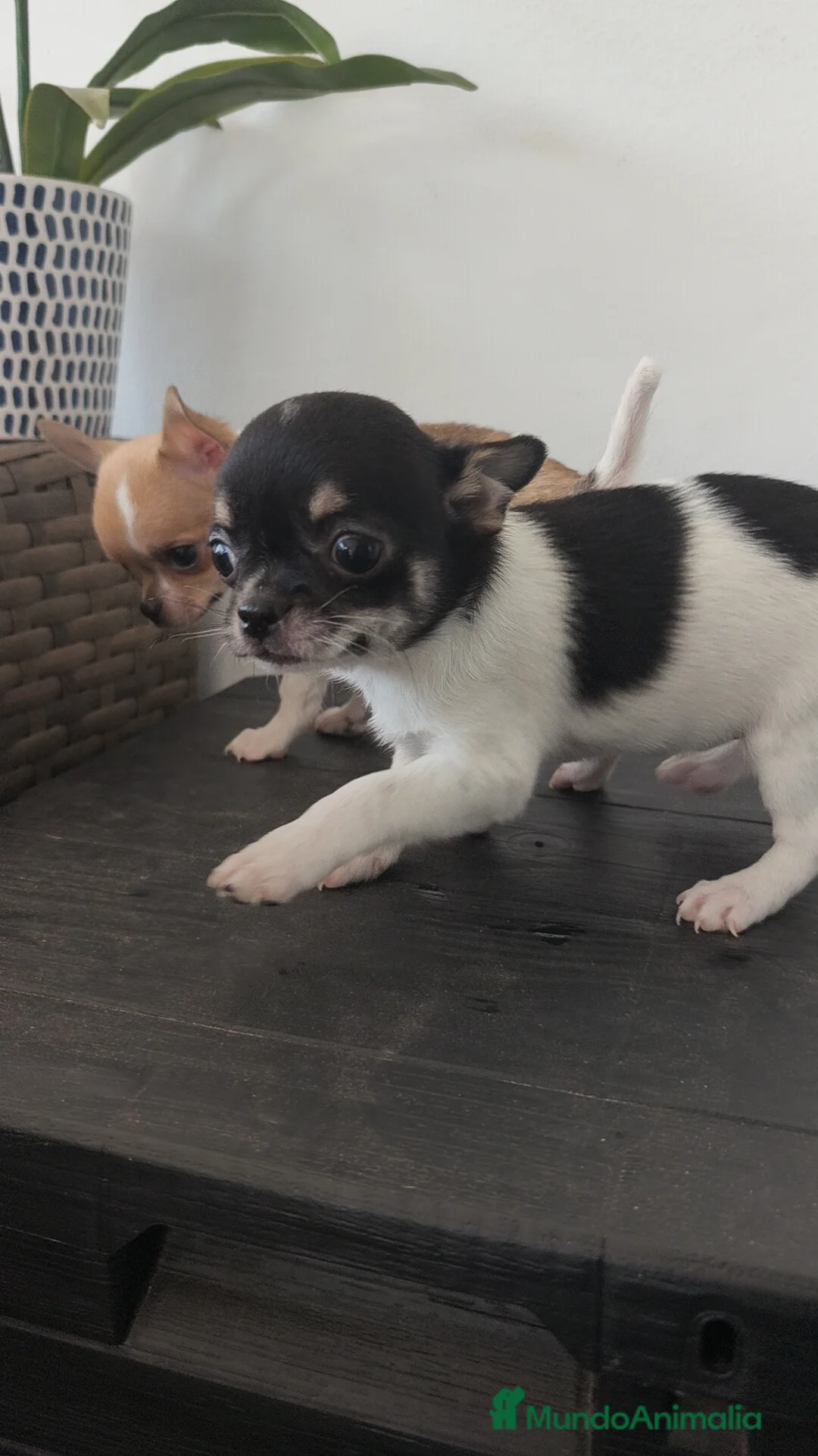 Chihuahua perros en venta: Chihuahua Toy macho y hembra  - Anuncio 1